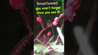 Hastate leaf Smartweed Wont forget once you see it [upl. by Arnelle430]