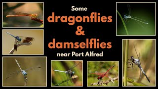 Some DRAGONFLIES and DAMSELFLIES from the Port Alfred area [upl. by Eedrahs]