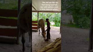 Untrained draft horses also need trims Patience is the key to everything equestrian farrier [upl. by Retse]