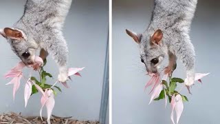 Adorable Possum Eats While Hanging Upside Down [upl. by Lemhar467]