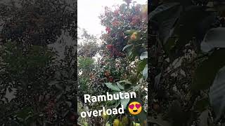 rambutan fruits fruit tree [upl. by Aniarrol127]