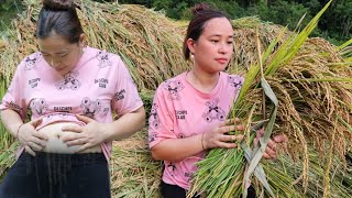 Ly Thi Ca Is 3 Months Pregnant  Harvest Rice amp Cooking [upl. by Dadinirt366]