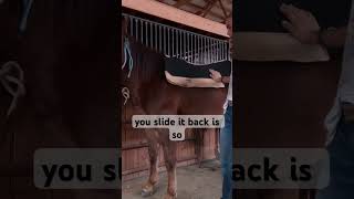 Full video on channel horse horseriding horseeducation saddle [upl. by Osanna]