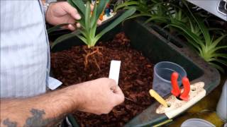 Re potting a Paphiopedilum orchid and introduction to Paphiopedilum roots [upl. by Crary]