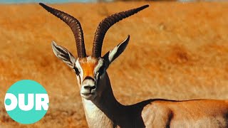 The Antelopes That Inhabit The Great Hunting Grounds Of Africa  Our World [upl. by Bloom756]