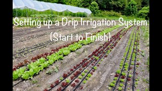 Setting up a Drip Irrigation System Start to Finish [upl. by Yrreb177]