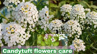 Candytuft flower plant care n grow tipsकैंडीटफ्ट फूल के पौधे की देखभाल कैसे करेIberis sempervirens [upl. by Wershba843]