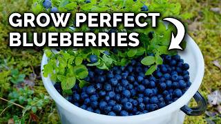 Grow Blueberries In Containers the RIGHT Way [upl. by Eceinert]