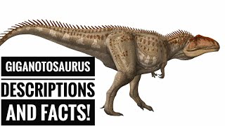 Giganotosaurus  quotGiant southern lizardquot  Description and Facts [upl. by Mollee]