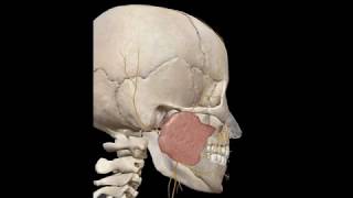 ANATOMIE FMPM NERF FACIAL [upl. by Gintz]