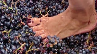 COMO se HACE el VINO de UVA con los PIES🍇🍷 Como se FABRICA el VINO TINTO con MILLONES de UVAS [upl. by Ydnahs]