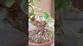 Increíble Recuperación de la Duranta Variegada misbonsaisenelbalcon bonsai bonsaitree [upl. by Eidorb]