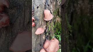 Auricularia fuscosuccinea edible mushroom [upl. by Uase]