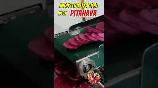 😯😯Pulpa de PITAHAYA deshidratada💥 fruta pitahaya pitaya industrialimentaria [upl. by Keeton]