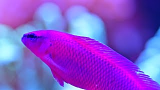 My Orchid dottyback  Pseudochromis fridmani [upl. by Alleroif]