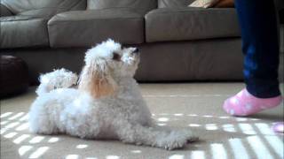 Miniature Poodle Tricks 3 [upl. by Arundell]