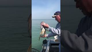 Lake Erie Trophy walleye sent back to swim [upl. by Ehpotsirhc]