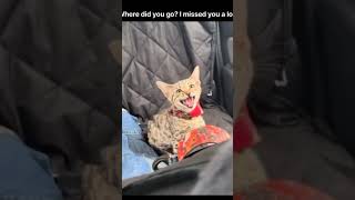 Adorable Cat in car cries seeing owner again [upl. by Ambert647]