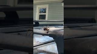 Spider VS Wasp Victory Dance [upl. by Zollie]