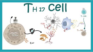 Th 17 cells  Development differentiation and function [upl. by Sion747]