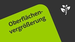 Das Prinzip der biologischen Oberflächenvergrößerung  Biologie [upl. by Ayotahc213]