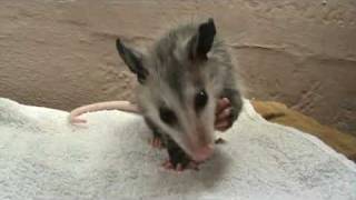 Baby opossum eating a grape [upl. by Tamiko248]