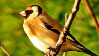 Goldfinch Bird Song and Sounds  Birds Singing  One Hour of Beautiful Goldfinches [upl. by Eizzik]