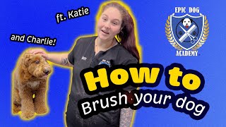 How to Brush your Dog  ft Katie amp Charles the Poodle  Epic Dog Academy [upl. by Norreht515]