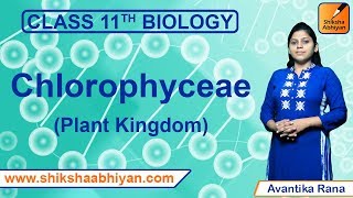 Chlorophyceae  Plant Kingdom  CBSE Class 11 Biology [upl. by Garate]