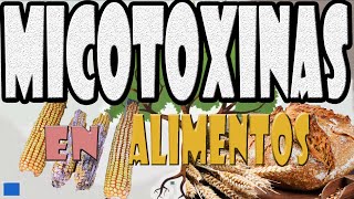 Micotoxinas en alimentos [upl. by Burrton943]