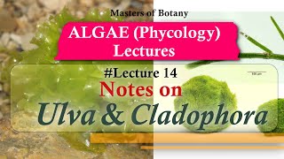 Lecture 14  Ulva and Cladophora Life Cycle Chlorophyceae  Algae Lecture Notes [upl. by Eednil]