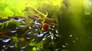 Limia melanogaster amp Xiphiphorus variatus vinasco feeding [upl. by Couture]