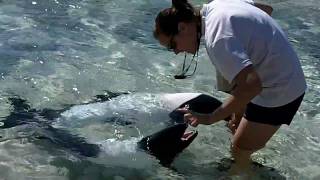 Sea World Aquatica Black amp White Dolphins Up Close Feeding amp Tricks [upl. by Cirted]