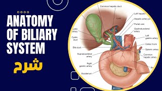 Biliary apparatus Prof Dr Md Ashfaqur Rahman [upl. by Nodearb685]