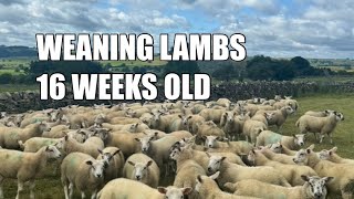 THE RIGHT TIME COUNTDOWN TO LAMB SALES [upl. by Roach]