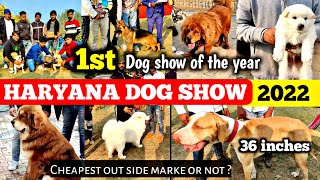 Haryana dog show 2022  cheapest outside dog market   Dog show in 2022  Rohtak [upl. by Asined]