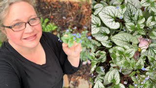 Brunnera Macrophylla  Jack Frost Siberian Bugloss Growing in My Spring Garden [upl. by Ogawa]