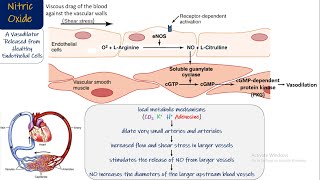 Nitric Oxide Endothelin Chapter 17 part 7 Guyton and Hall Physiology [upl. by Luckett]