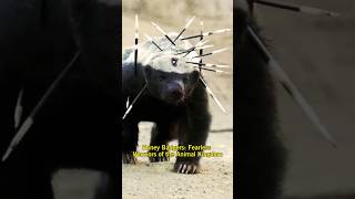 Honey Badger Fearless and Unstoppable  Short Animals Video  Honey Badger Facts [upl. by Inaliak352]