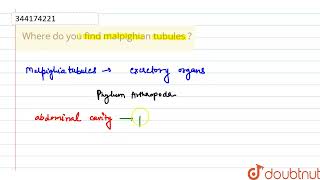 Where do you find malpighian tubules   CLASS 11  IN ANIMALS  BIOLOGY  Doubtnut [upl. by Pulsifer]