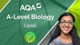 AQA A Level Biology Lipids [upl. by Ammej]