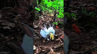 2 WHITE BUNNIES SHARE BANANA🍌 petlifestyle animals pets youtubeshorts shorts petlovers bunny [upl. by Eciuqram]