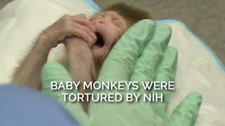 Baby Monkeys Were Tortured by NIH [upl. by Moriyama778]