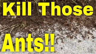 What can kill ants at home Natural Ant Control with Borax  Kill Those Ants [upl. by Pip361]