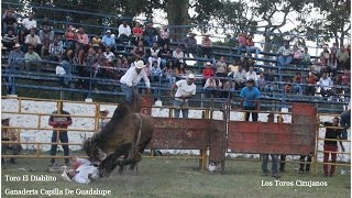 GANADERIA CAPILLA DE GUADALUPE  plaza de toros Pedernales Michoacan [upl. by Odlabu593]