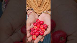 Cherries harvesting barbadoscherry mygarden harvesting gardening shortvideo ytshorts shorts [upl. by Alrahc]