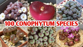 100 CONOPHYTUM SPECIES  Plant and Planting [upl. by Aehsal]