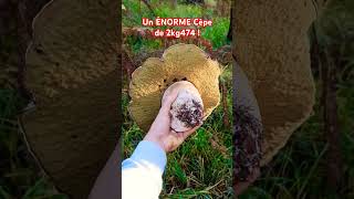 Un Cèpe XXL  champignons nature forest boletus mushroom [upl. by Anilrahc130]