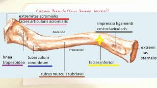 ANATOMİ10KONUÜst Ekstremite Kemikleri Clavicula [upl. by Karalee]