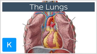 Lungs Definition Location amp Structure  Human Anatomy  Kenhub [upl. by Aknaib]